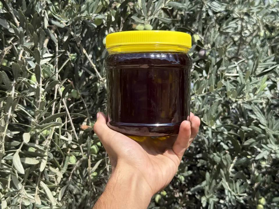 Alanya’da Zeytin Rekoltesi Yüzde 40 Düştü! 6